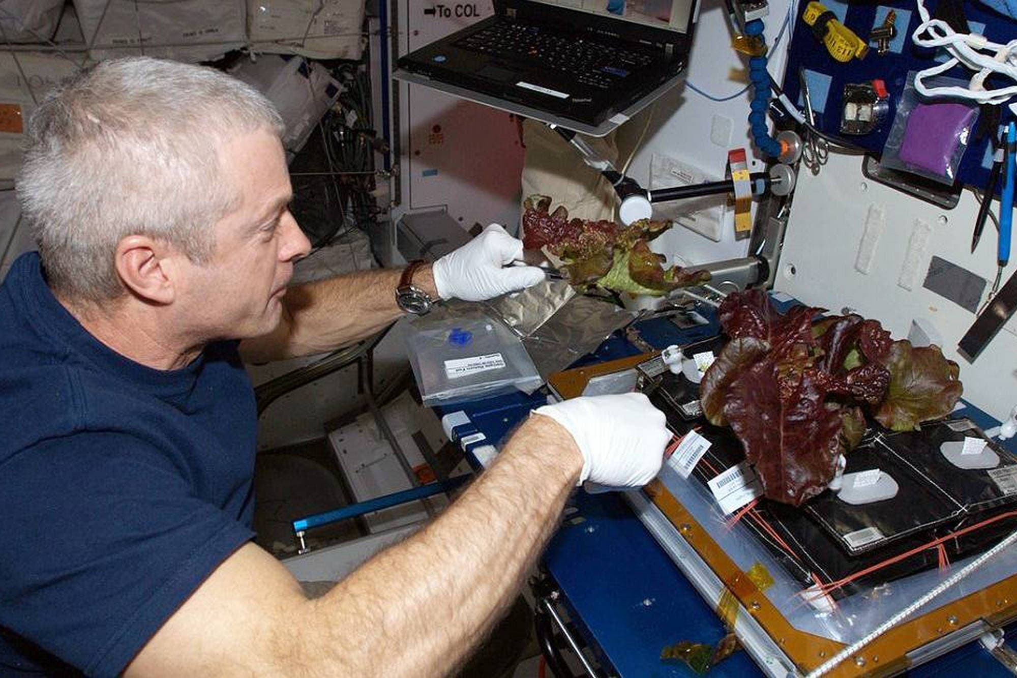Космический салат: это выращивание салата на Международной космической станции
