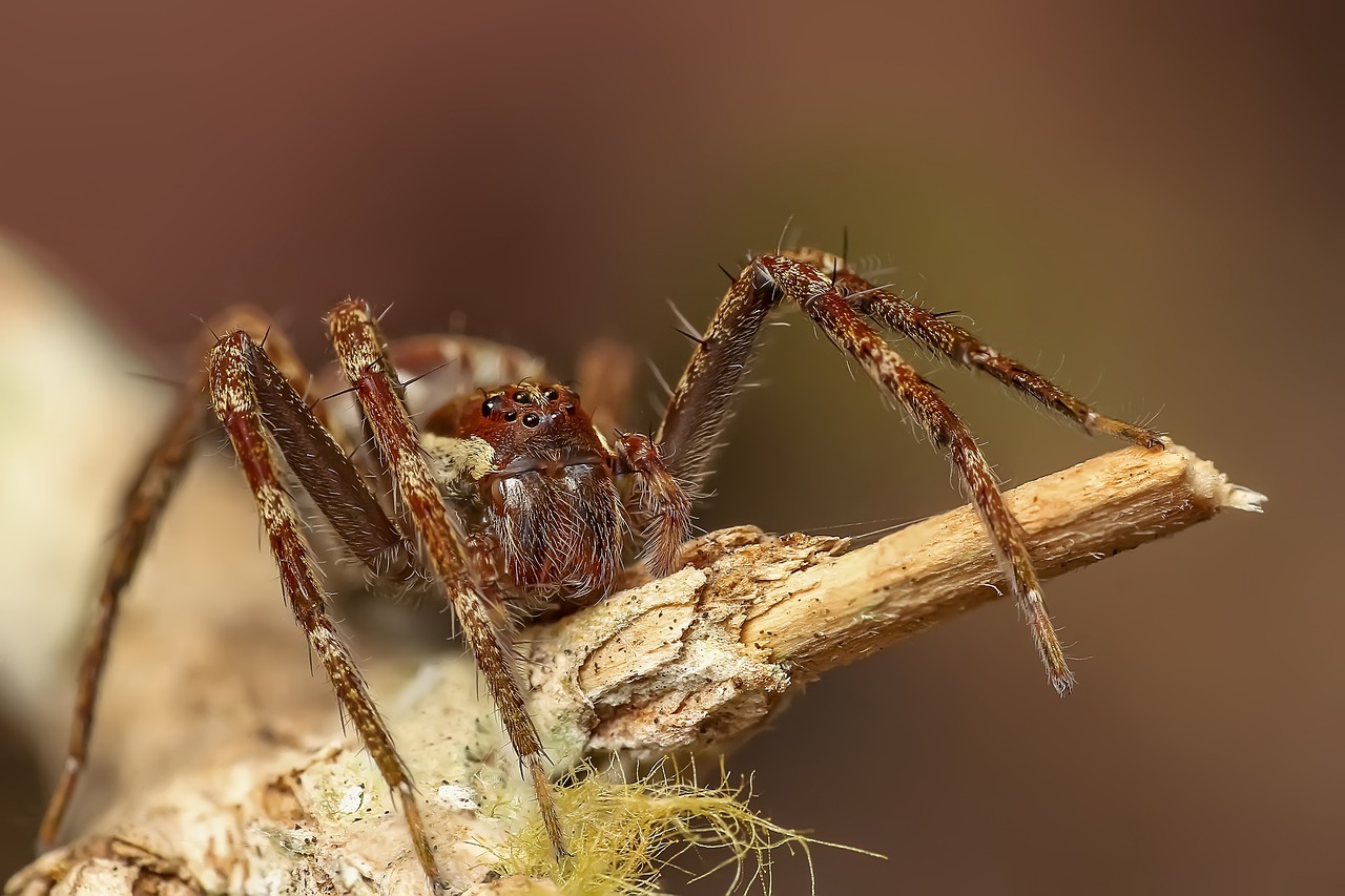 Aumento empleadas domésticas: 5 tips para encontrar la mejor ayuda 3 aumento empleadas domesticas