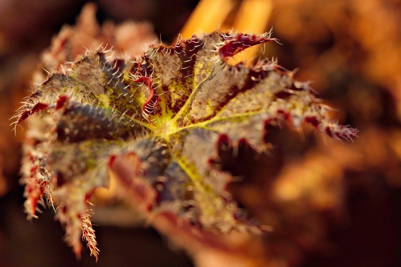 Begonia: 5 cuidados esenciales para mantenerla siempre hermosa 4 begonia