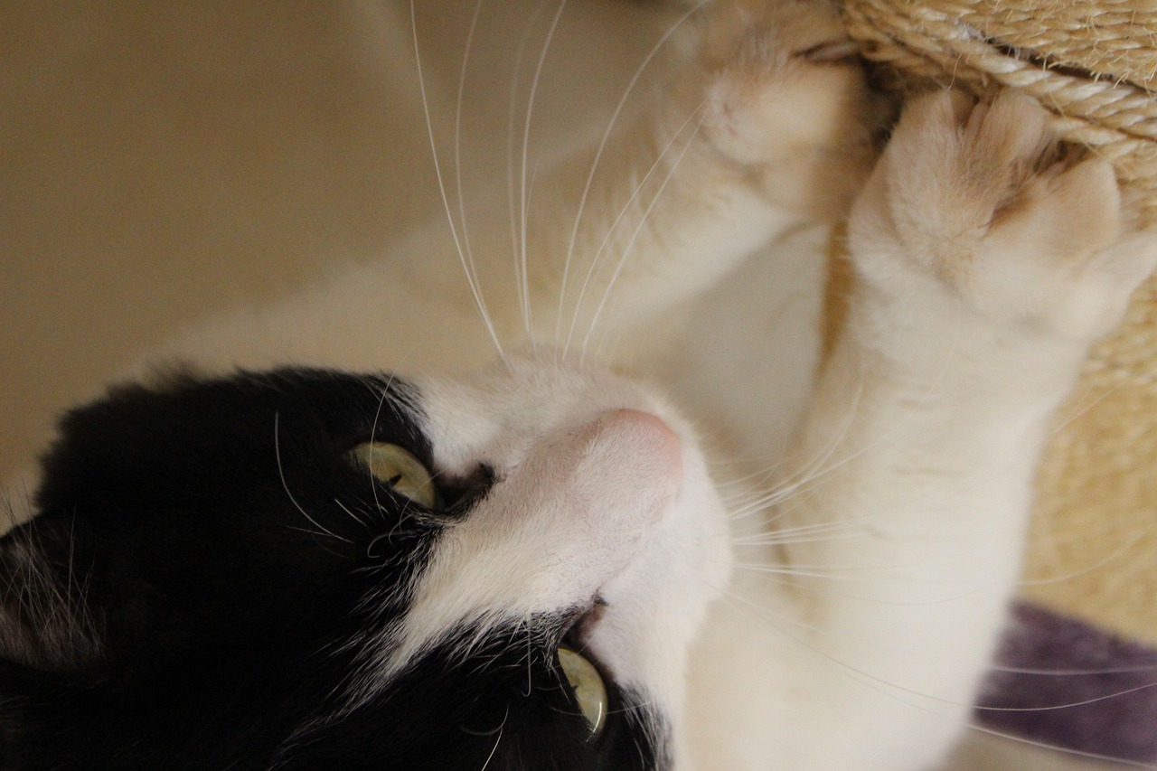 Daniela celis: 5 lecciones de éxito en el emprendimiento 4 daniela celis