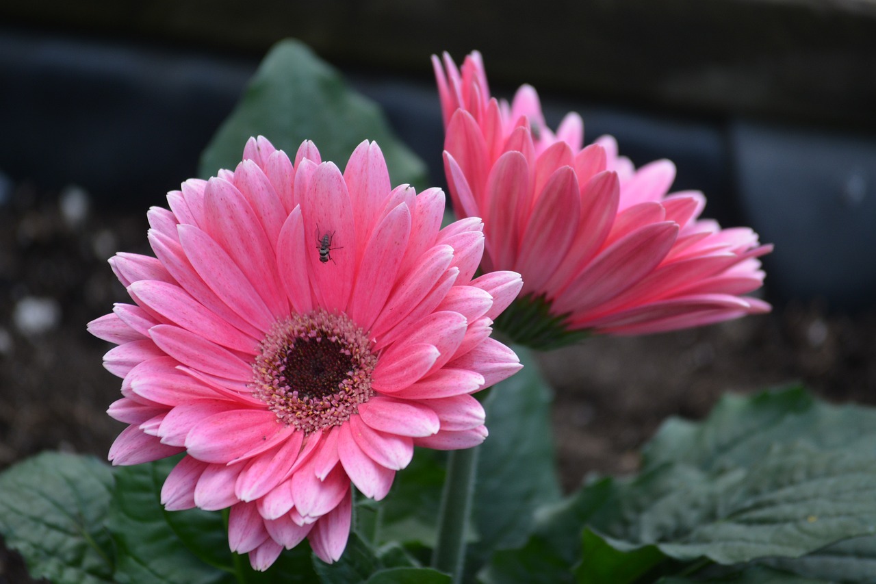 Gerber: 5 formas de utilizar la gerber en tu jardín 4 gerber