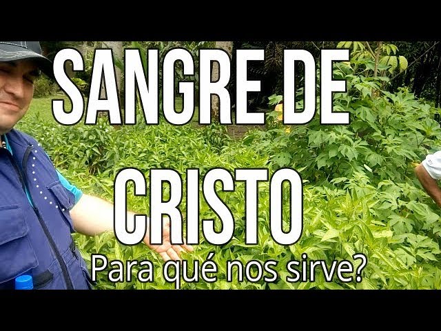 planta sangre de cristo