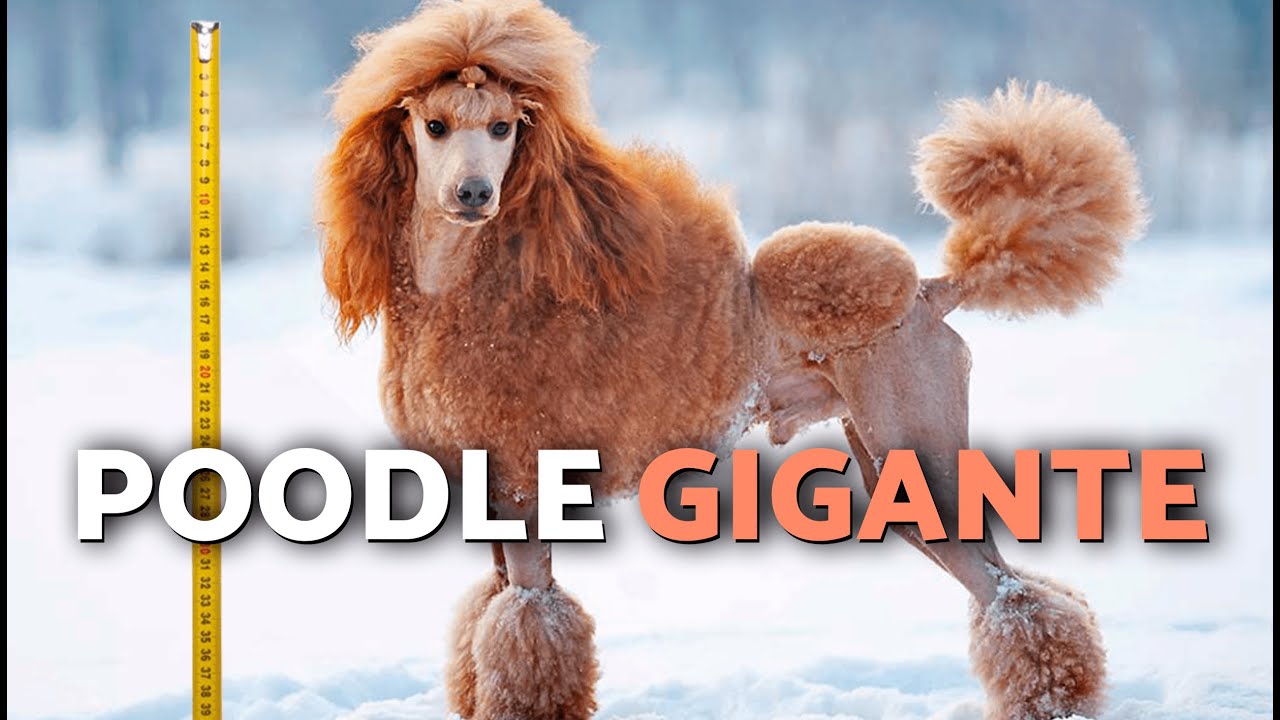 caniche gigante japones